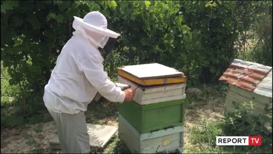 Myzeqari lë bujqësinë për bletët: Fitoj më shumë! Kosherja si staf qeverie, urdhrin e jep mbretëresha