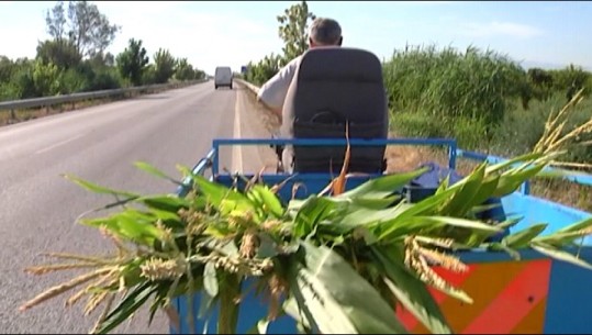 Pa nënkalime dhe mungesë sinjalistike, aksi Lushnjë-Berat burim aksidentesh! Fermerët rrezikojnë jetën