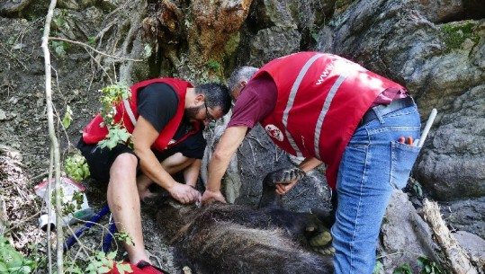 Ishte zënë në lak prej tre ditësh, shpëtohet ariu i murrmë në Kukës! I mjekohen plagët dhe lihet të shijojë lirinë në habitatin e tij