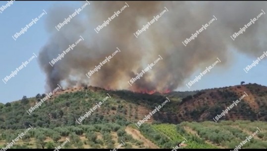 Tjetër vatër zjarri në Fier, digjen ullishtet dhe shkurret e Zhupanit dhe Radostinës! Rrezikohen banesat