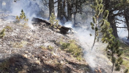 Tropojë, i vuri flakën pyllit në Dragobi, shpallet në kërkim 66-vjeçari