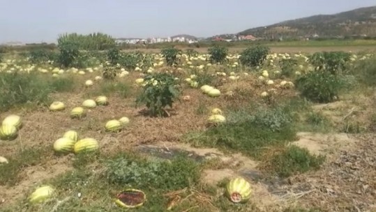 Nuk ka treg, kalbet shalqini në fushat e Lushnjës dhe Divjakës! Fermerët: Nuk mbulojmë dot shpenzimet! Jemi në dorë të Zotit