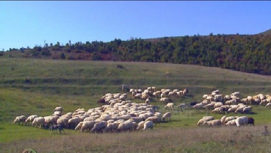 Akademia e barinjve, ministrja: Panele diellore në stane, do mbështesim bujqit me infrastrukturën e nevojshme për t’iu lehtësuar jetën