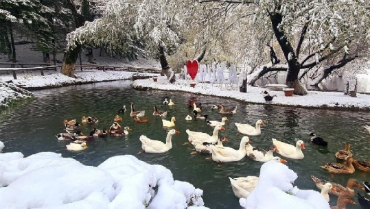 FOTOGALERI/ Kartolinë nga Puka, mjellmat notojnë në liqenin e rrethuar nga dëbora! Pamje relaksuese që qetësojnë shpirtin