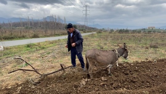 Rikthehet punimi i tokës me kafshë! Çmimi i lartë i karburantit detyron bujkun në Lezhë të punojë si në mesjetë: Halli bën gjithçka (VIDEO)