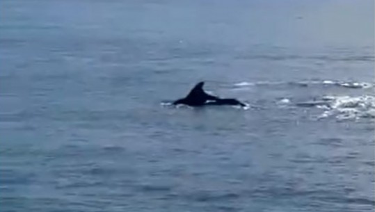 Shfaqen sërish në ujërat e Jonit, delfinët dhurojnë ‘spektakël’ për vizitorët në Karaburun (VIDEO)