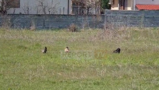 Pulat e ngordhura në mes të oborrit të fermës, pamje si rrezikohen edhe pulat e fshatit 