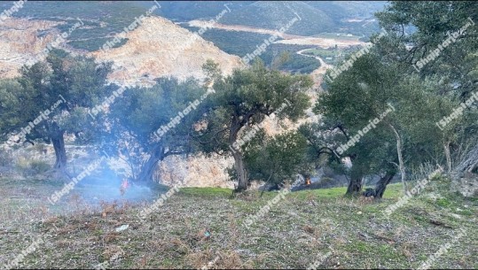 Vlorë, përfshihet nga flakët një sipërfaqe me ullinj në Radhimë