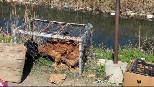 Gripi i shpendëve/ Tregtari në Lezhë: S’ka kontrolle! Na morën ne telefon e na thanë ‘mos lëvizni se flitet për përhapje gripi’