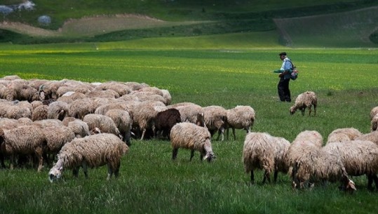 Rënia e krerëve në blegtori çon në rekord importet e mishit me 2021