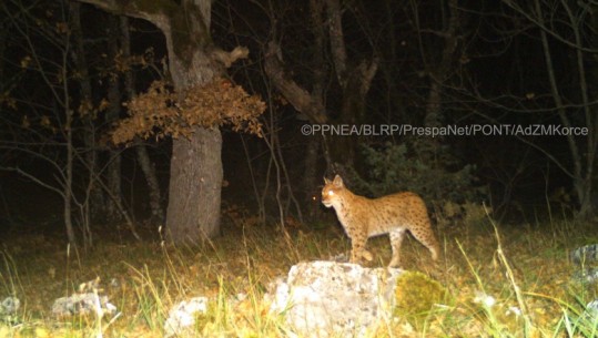 Historia përsëritet pas 11 vitesh, fotografohet pёr herё tё parё Rrёqebulli i Ballkanit nё Parkun Kombёtar tё Prespёs