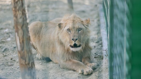 Hapet me 4 Qershor në mesditë, Veliaj: Kopshti Zoologjik, një eksperiencë e jashtëzakonshme për fëmijët! Kush kundërshton projektet, të vijë edhe t'i shohë