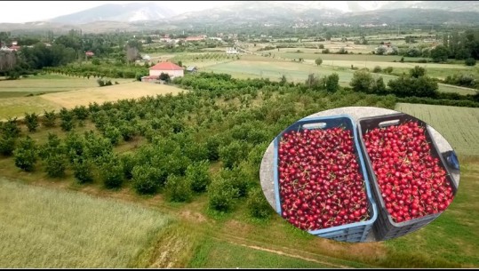 Qershitë e Dibrës mbeten pa vjelë, fermerët: S'ka treg, dalim në Peshkopi dhe kthehemi mbrapsht, nuk e shesim dot gjithë mallin