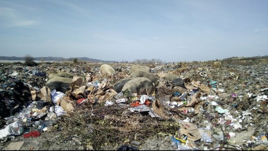 Mbrojtja e Mjedisit jashtë vëmendjes së pushtetit vendor! KLSH: 7 bashki zero fonde dhe plane për mbrojtjen e mjedisit