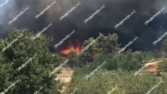 Zjarr në periferi të Fushë-Krujës, digjen disa pemë frutore dhe rrezikohen banesat (VIDEO)