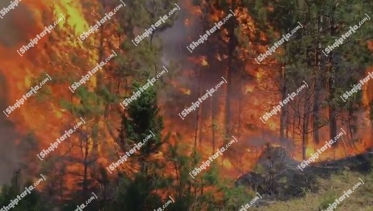 Zjarret në vend/ 3 vatra në Berat, dyshohen të qëllimshme! Përkeqësohet situata në Tragjas të Vlorës, era favorizon flakët