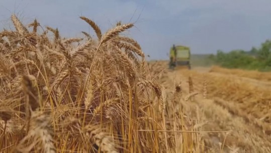 30 mijë lekë mbështetje financiare për fermerët për çdo hektar të mbjellë me grurë! Rama sqaron aplikimin në e-Albania