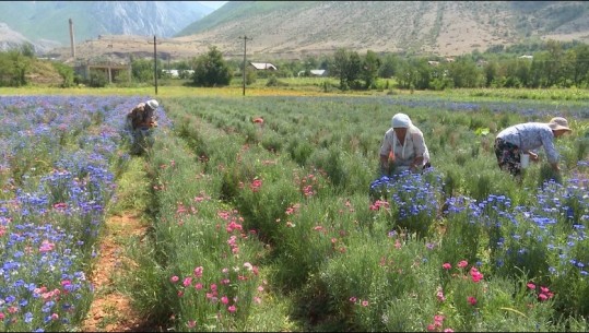 ‘Lule Ciani’ bima e rrallë mjekësore që kultivohet në Kukës, fermeri me perspektivë për të zgjeruar parcelën! ‘Pengesë’, mungesa e fuqisë punëtore