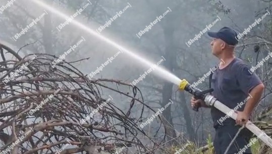 Shuhet zjarri në Rreth-Libofshë të Fierit, flakët shkrumbuan 14 hektarë ullishte