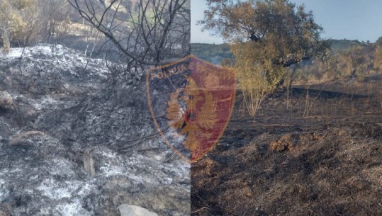 I vuri zjarrin tokës së tij dhe i doli jashtë kontrolli, arrestohet 66-vjeçari në Tepelenë! U dogjën pemishte dhe agrume