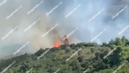 Zjarr në Peshtan të Fierit, digjen drurë frutorë, ullishte, shkurre dhe ferra (VIDEO) 