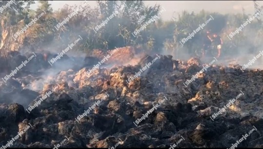 Rrufeja godet 3000 dengje bari në Fier, blegtori: Duam ndihmë se nuk kemi me çfarë të ushqejmë lopët (VIDEO)