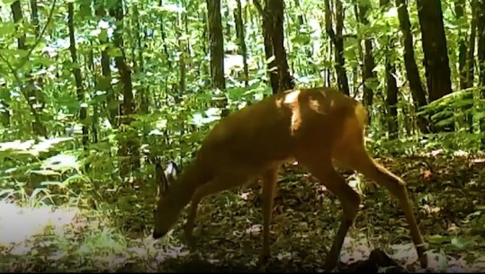 Moratoriumi i gjuetisë, Rama: Rriti me 80 mijë numrin e shpendëve të egër! VIDEO nga kamerat kurth, ‘kapin mat’ speciet në rrezik