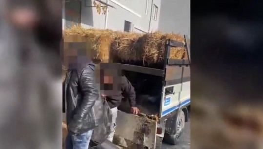 EMRAT/ I kishte fshehur mes kashtës, arrestohet i riu që tentoi transportin e 17 emigrantëve të paligjshëm në Pogradec, në pranga dhe dy bashkëpunëtorët