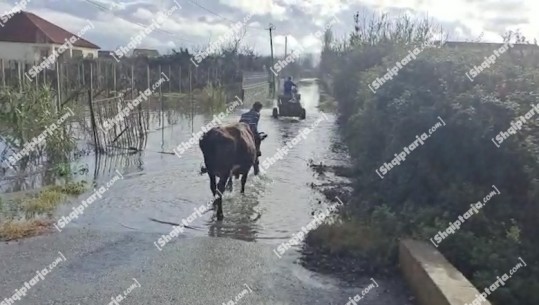 Situata nga reshjet, Emergjencat: Bllokohet aksi kryesor i rrugës për në fshatin Obot! Evakuohen bagëtitë në fshatin Kishavec, DIbër