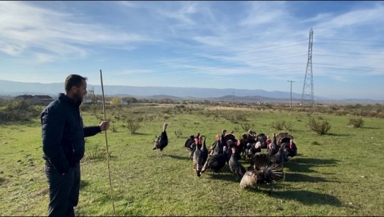 Njihuni me 39-vjeçarin nga Zadrima që mbarështon 40 mijë shpendë në vit: Në fillim më shihnin me përbuzje! Synoj të hap një kompleks