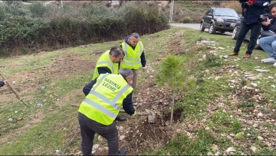 Erozioni/ Mbillen 800 fidanë në Lezhë, përgjegjësi i pyjeve: Të frenojmë vërshimin e përrenjve në zonat e banuara