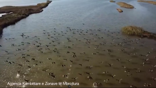 VIDEOLAJM/ Rama ndan pamje nga Laguna e Kune-Vainit: E rilindur falë masave të marra për zonat e mbrojtura, oaz i biodiversitetit