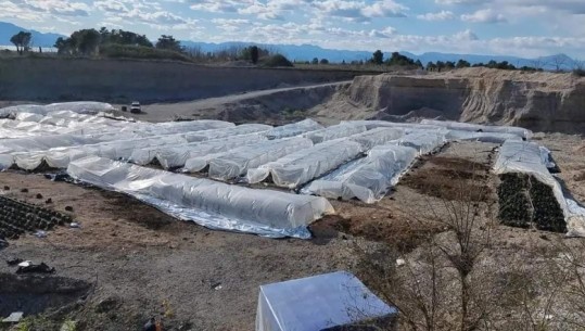 Plantacion me kanabis në Malësi të Madhe, zbulohen 8 mijë fidanë në 27 sera! Arrestohet organizatori, nën hetim drejtori i pyjeve dhe punonjësit e Ujësjellësit (VIDEO)