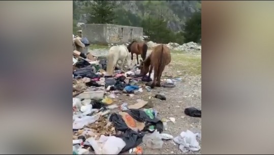 VIDEO/ Mbushur me plehra, ja pamja që iu ofron Bardh Spahia turistëve në Theth