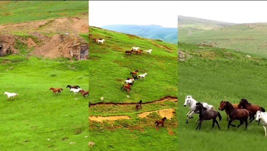 Pamje mahnitëse! Kuajt e egër vrapojnë të lirë në Shtegun e Ngjyrave në Kukës