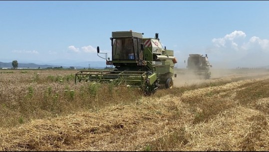 Çmimi i ulët, qindra ton grurë 'rrugëve' të Myzeqesë! Fermerët: Grumbulluesit fiksojnë çmimin! Me 2800 lek/kuintali, nuk mbulojmë kostot