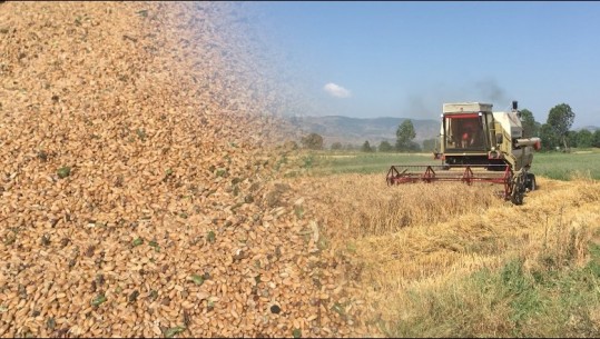 Çmimi i grurit bie në 25 lek/kg, fermerët e Maliqit: S’nxjerrim as shpenzimet! Braçe-Krifcës: Pse sillemi kështu me grurin?