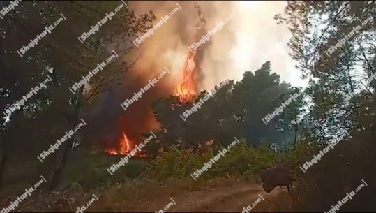 ‘Hiqi makinat që aty’ dalin jashtë kontrollit flakët në Peshtan të Fierit, zjarri merr përmasa masive