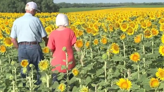 E pazakontë/Burri mbjell jo 1, as 1 mijë por plot 1.2 milionë luledielli për të surprizuar gruan e vet