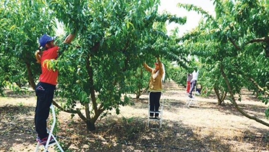 Greqisë i duhen 60 mijë punëtorë për të përballuar sezonin e të vjelave! Fermerët: Shqiptarët duan paga më të larta