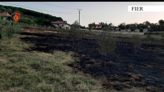 Zjarret në Fier/ U dogjën dhjetëra rrënjë ullinj, arrestohet një person, nis hetimi për dy të tjerë