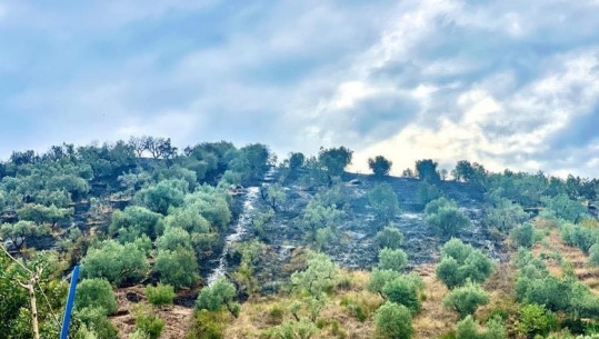 VIDEO/ Shuhen vatrat e zjarrit në Zhamë të Lushnjës, digjen mbi 60 hektarë ullishte