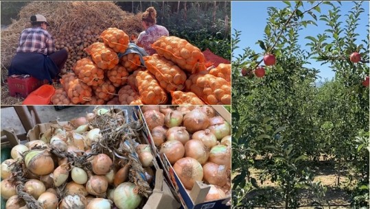 Vit i dobët prodhimi! Fermerët e Maliqit rrisin çmimet e qepës dhe patates, shiten për konsumatorët me 100 lekë/kg