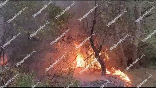 Zjarri në Pishporo të Fierit, ndërhyrja nga ajri e pamundur gjatë natës! Zjarrfikëset vijojnë 'luftë' me flakët (VIDEO)