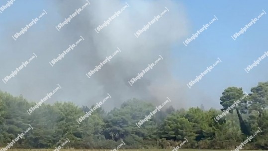 Pylli i Pishporo në Fier prej 5 ditësh në flakë, përkeqësohet situata, aktivizohen të gjitha vatrat e zjarrit! Zjarrfikësit dhe FA hasen me vështirësi