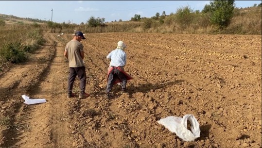 Patatja e Shistavecit, tkurret sasia e prodhimit por shitet më shtrenjtë! Fermeri: Ky vit ishte shumë dobët