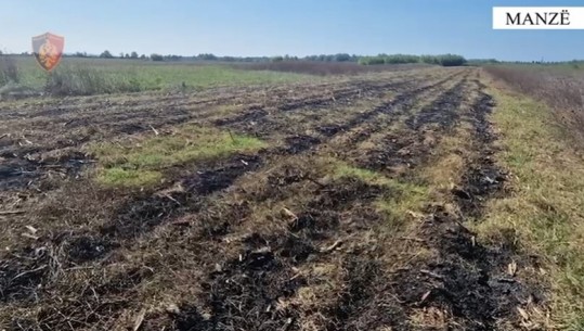 Ndezën zjarre në Manzë e Kavajë dhe dogjën dhjetëra dynym tokë! Arrestohen dy zjarrvënës, dy të tjerë nën hetim