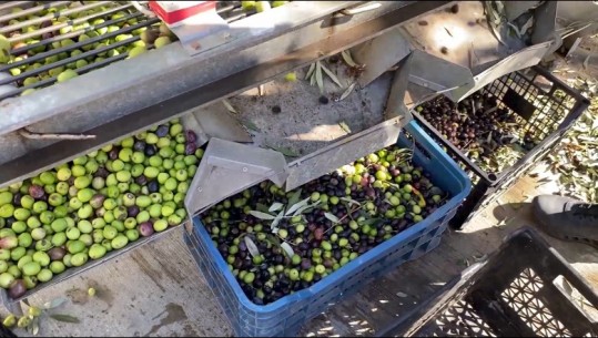 Memaliaj pa punëtorë, ullinjtë mbeten pa vjelur në pemë! Rritja e kostos çon në dyfishimin e çmimit të vajit të ullirit