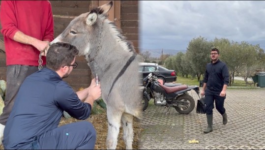 Giosue Fiori, veterineri italian rritur në Lezhë! 25-vjeçari: Pasioni për kafshët më nxiti të bëj këtë profesion! Shqipëria vendim im, jam i martuar e do jetoj këtu