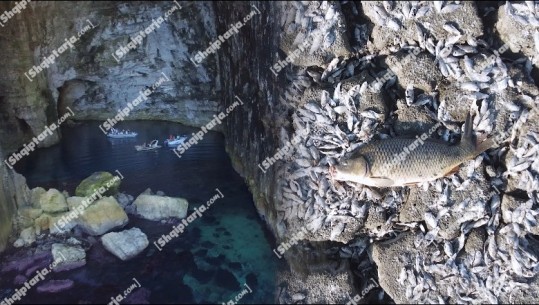 Gjallesat në Sazan-Karaburun në rrezik nga turistët! Agjencitë turistike shkelin kodin e sjelljes, ndotin plazhet